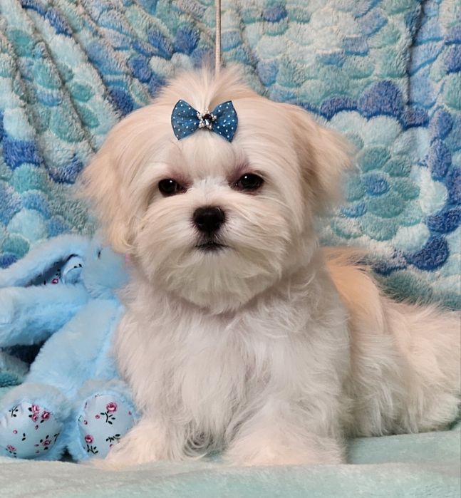 Maltańczyk śliczny piesek FCI.