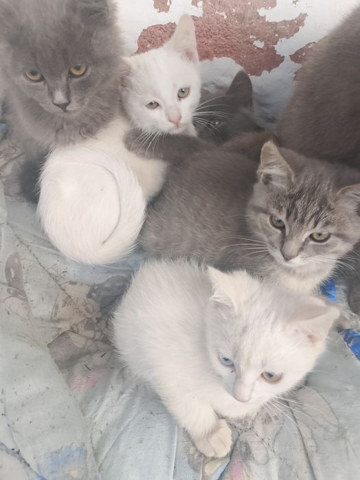 Кошенята в добрі руки
