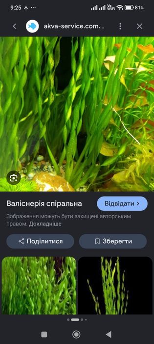 Водорослі акваріумні валіснерія хвиляста