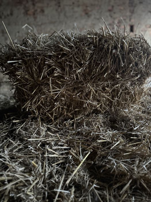 Słoma  w małych  kostach  2025 rok
