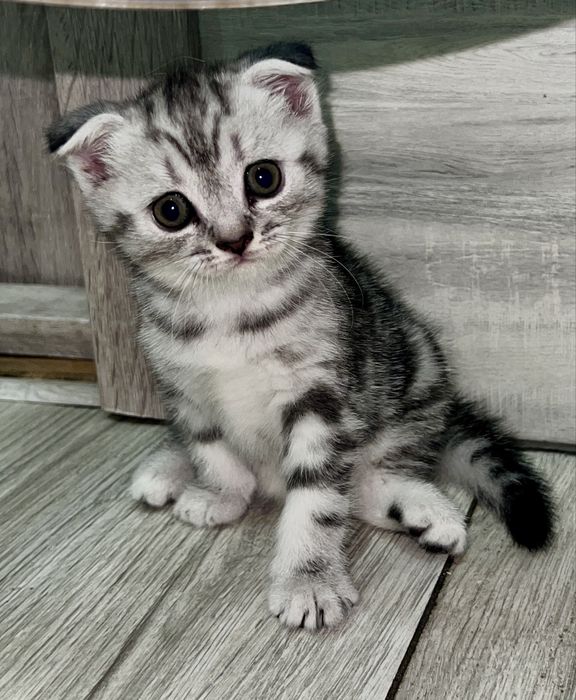 Шотландські кошенята
