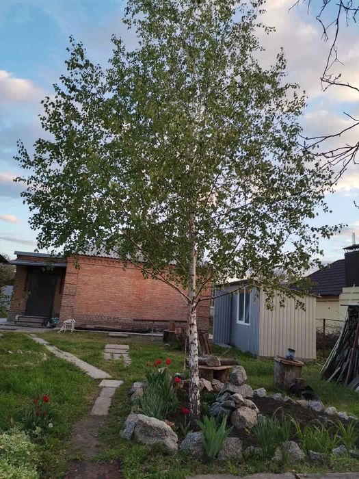 Продам будинок, ділянка 12 соток, р-н Міськсад.