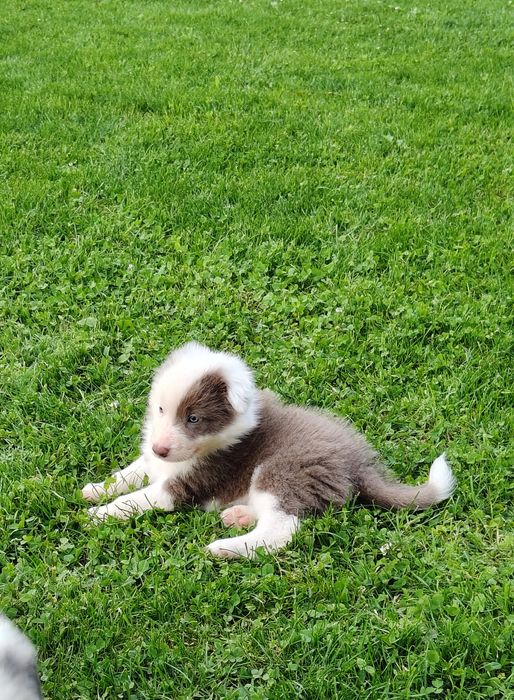 Border Collie piesek