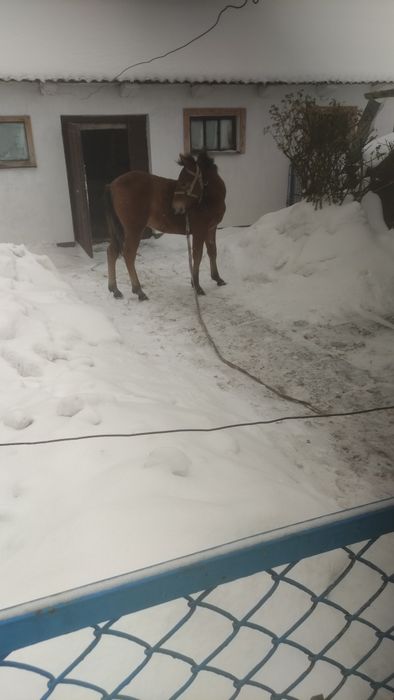Продам лошичку 6 місяців по гарних конях дуже спокійна