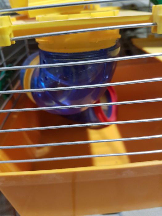 Хамяк джунгарський ,пара