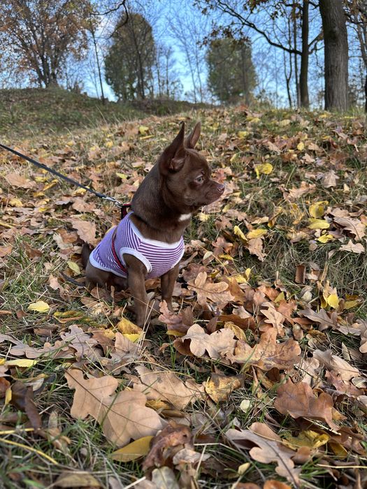 Вязка чихуахуа