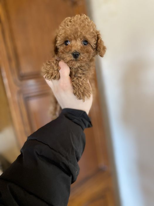 Кукольный мальчик мальтипу ред браун— формат VIP