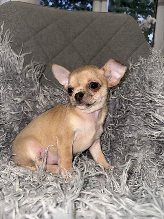 Suczka chihuahua