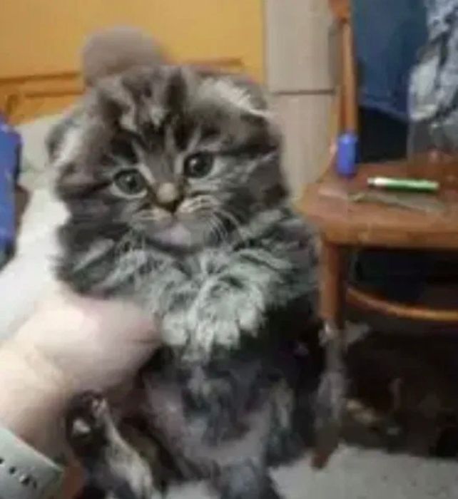 Продам котенятка