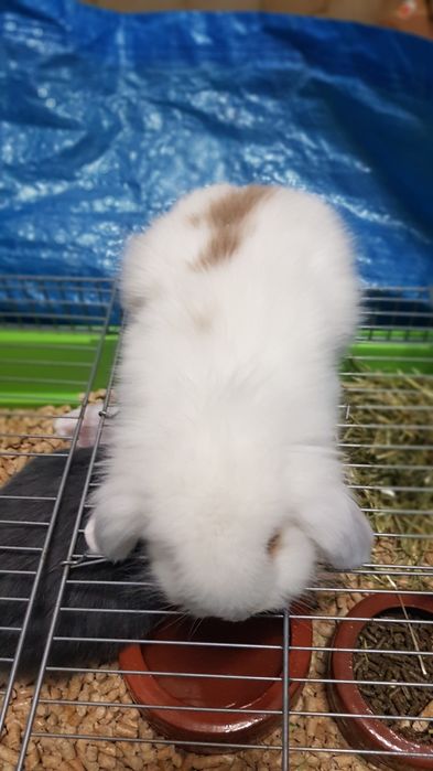 Coelhos anoes mini lop(Orelhudo)e mini holandeses no criador