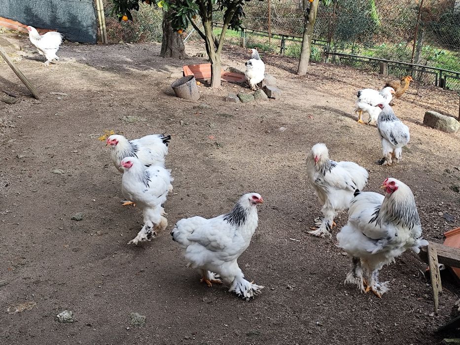 Casal galinhas Brahma light