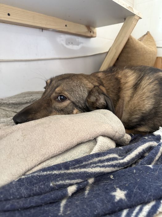 Дівчинка Соня самка собака цуценя щенок в добрі руки сука