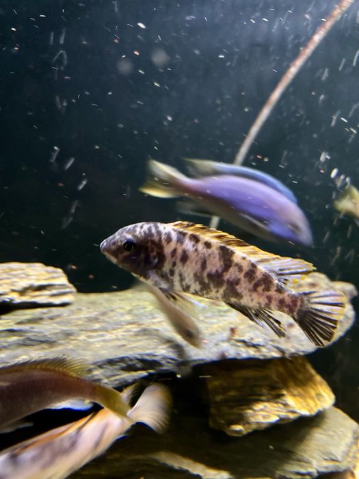 Samiec labeotropheus marmelade cat