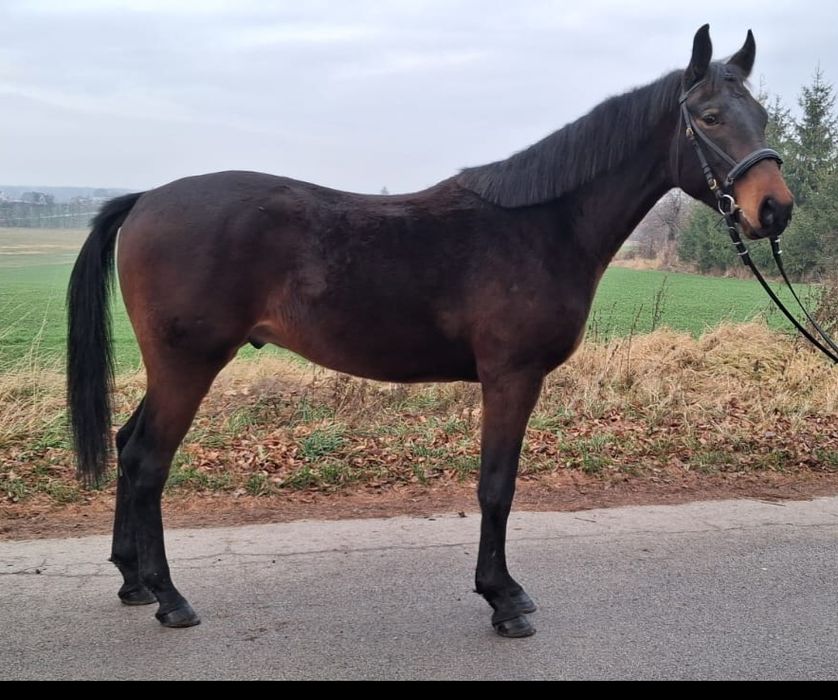 Wałach małopolski czempion 2,5 roku