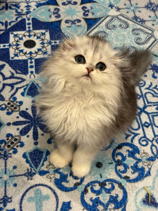 Femea scottish fold pedegree WCF