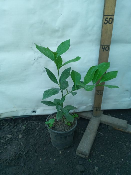 Лимони домашні рослини