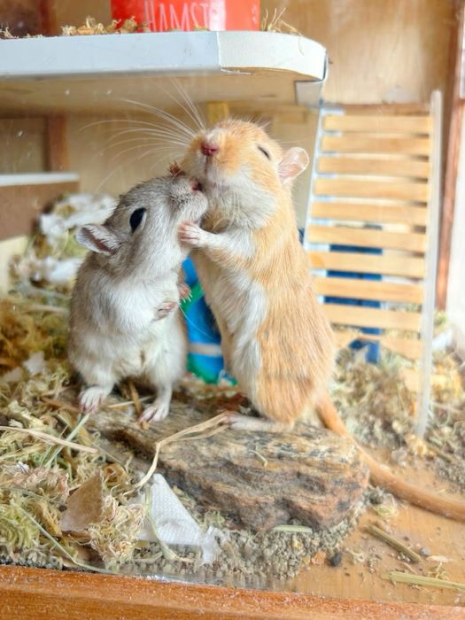 Декоративні мишенята Мышка Мышь піщанка