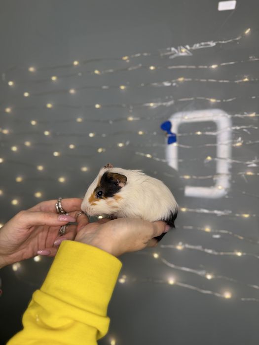 Морська свинка , guinea pig та апартамегти для них