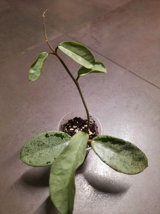 Хойя nova ghost hoya