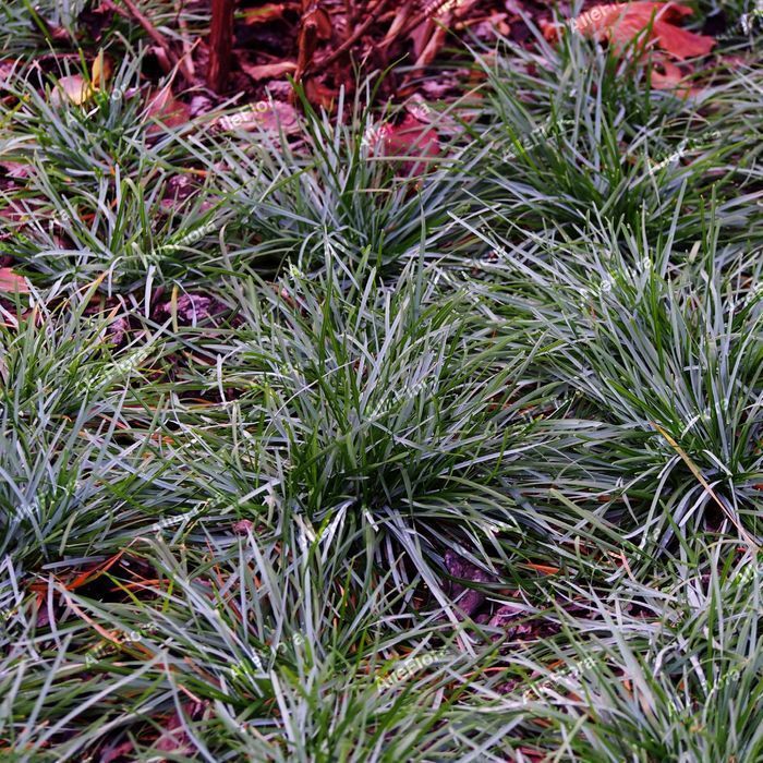 Sesleria skalna (Sesleria caerulea) Trawa ozdobna na skalniak 1.0L