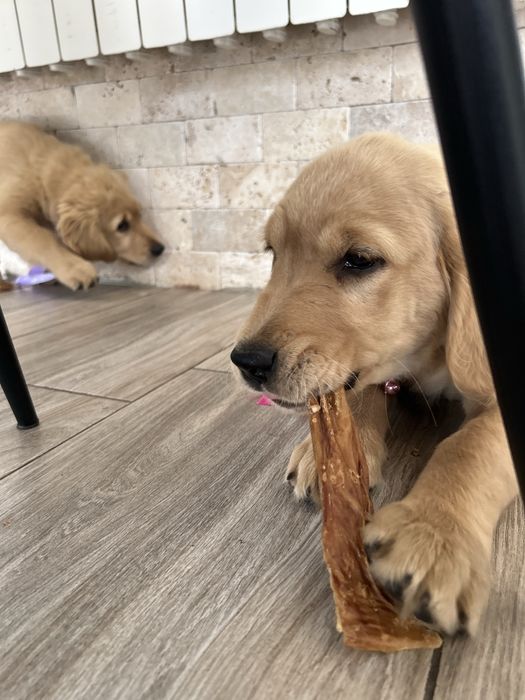 Golden Retriever -Sunia
