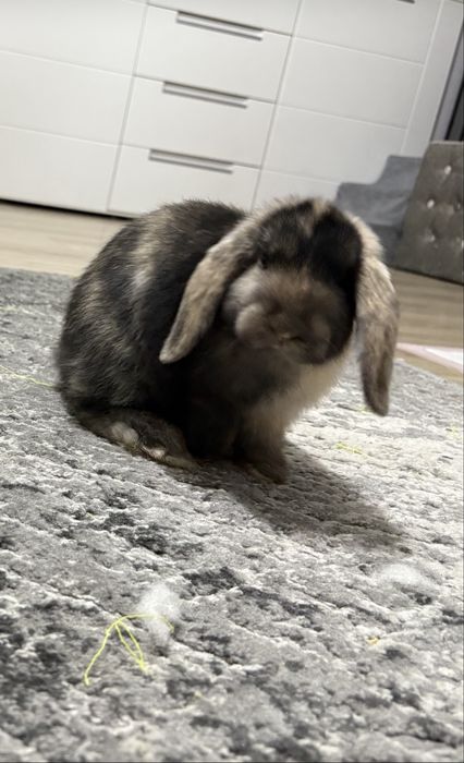 Królik Minilop/Baranek