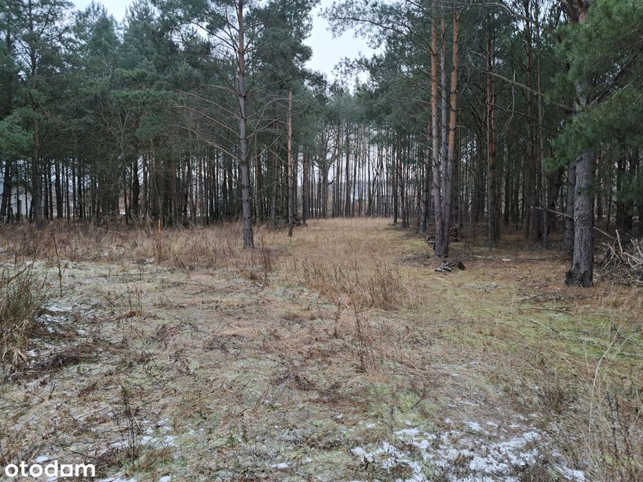 Puszcza Notecka Tanie działki budowlane bezpośrednio 50km od Poznania