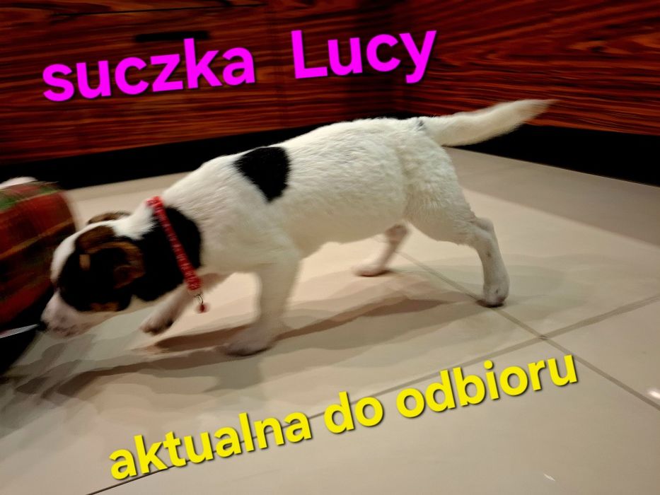 Suczka 5 m -cyJack Russell JUŻ DO ODBIORU !!!  krótkie nózki RODZIICEW