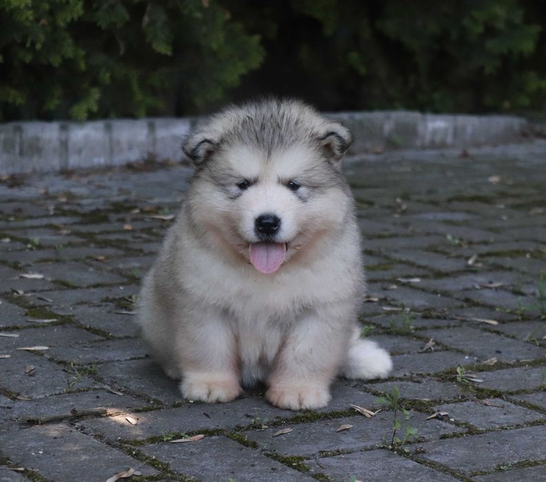 Alaskan Malamute szczeniak piesek