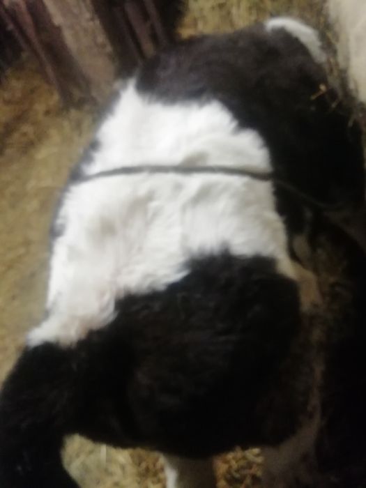 Cielaki od rolnika zdrowe