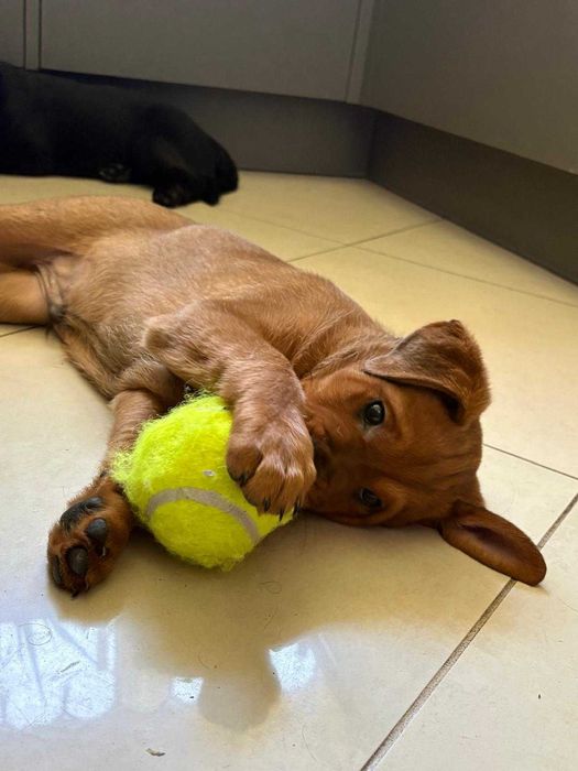 Szczenięta, szczeniaki z dobrym przygotowaniem do adopcji