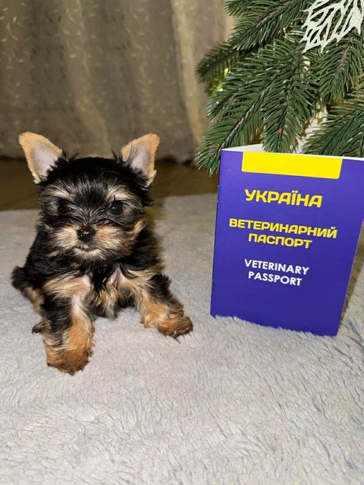 Вʼязка йоркширського терʼєра