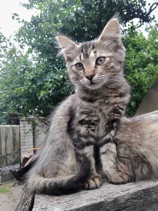 БЕЗКОШТОВНО віддам двох кошенят