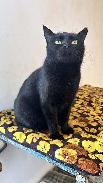 Маркіза шукає сімʼю