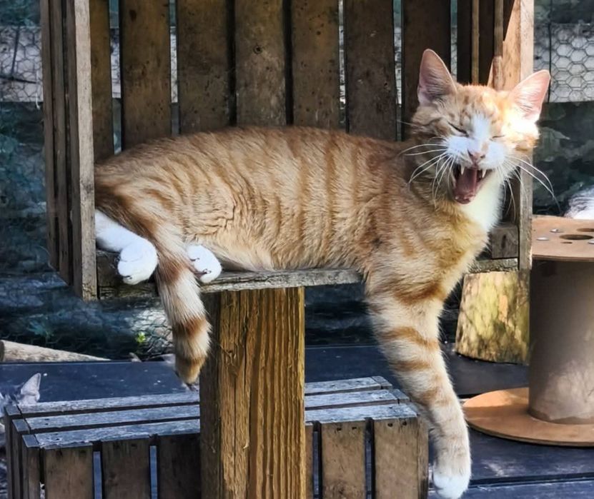 Simba, prawie jak ten filmowy