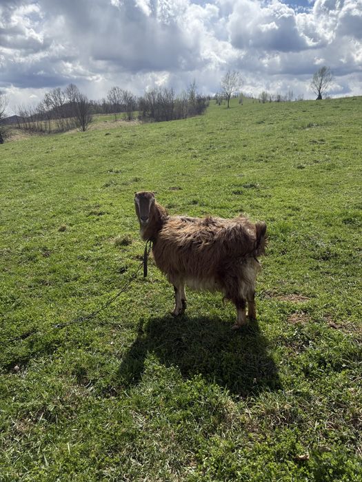 Продам кози молоді