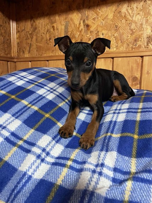 Цуценята Цвергпінчер