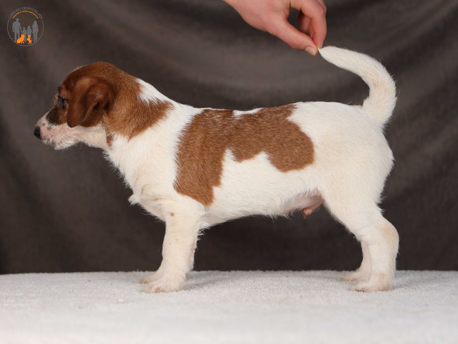 Jack Russell Terrier grzeczny piesek