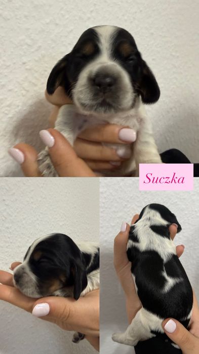 Cocker Spaniel Angielski