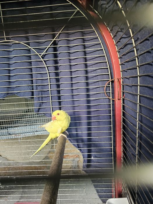 Ringnecks Lutino