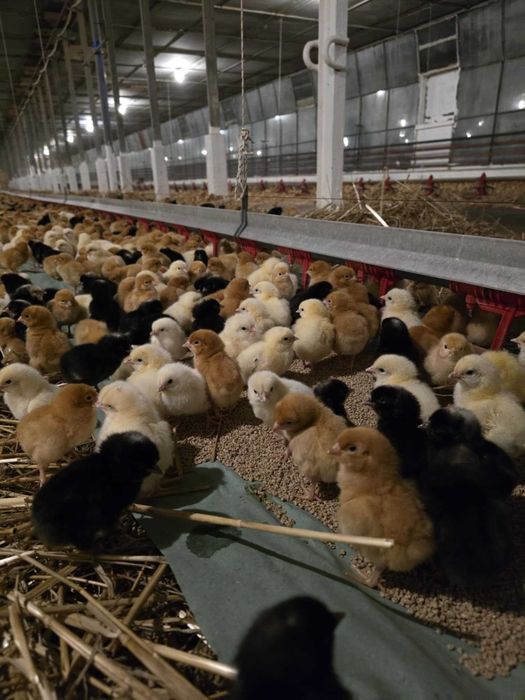 Kury nioski, odchowane