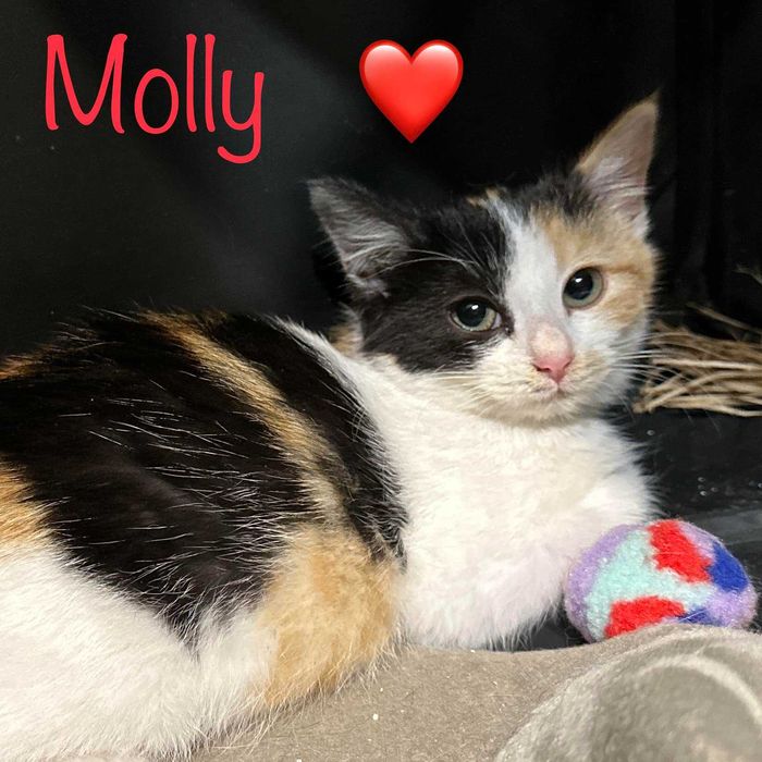 MOLLY – wieczne kocie dziecko