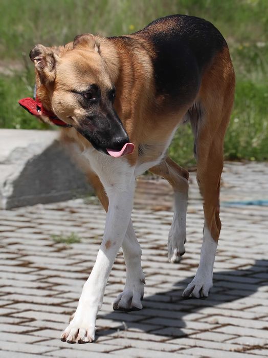 Półtora roczny piękny i przyjazny pies do adopcji