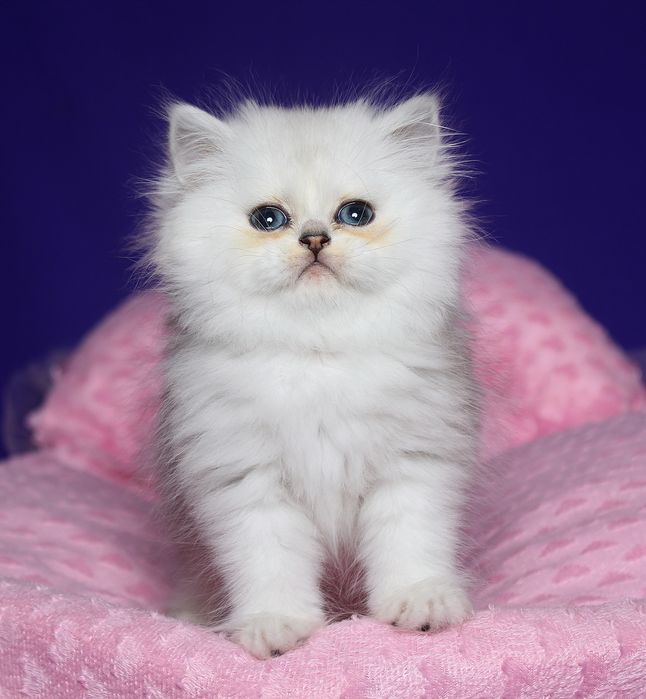 Персидский мальчик