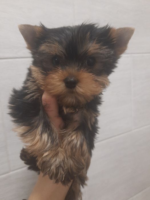 А не Вас выглядывает малыш ?