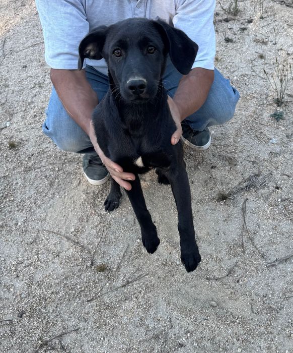 Cães de raça média