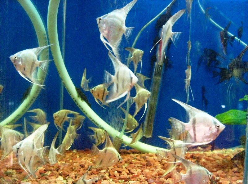 Аквариумные рыбки и аквариумные растения
