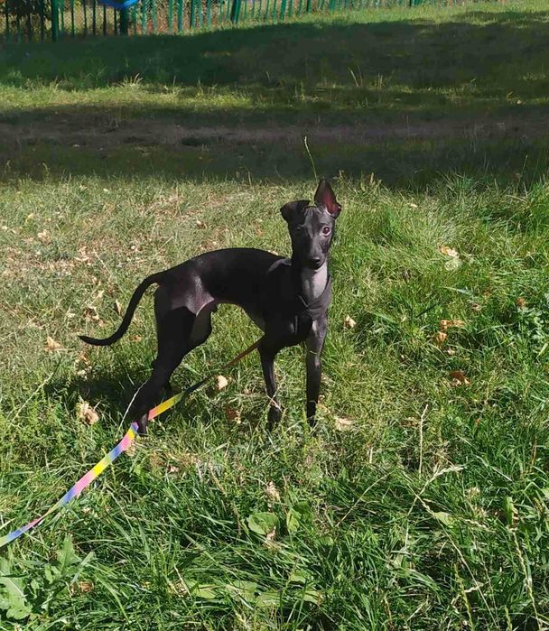 Левретка,очаровательный мальчик.