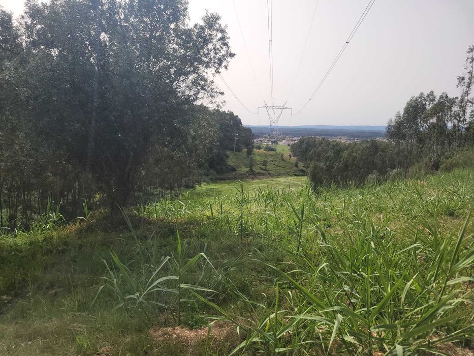 Quinta Urbano + Rústico - Vale Verde - Tremês - Santarém 19,5ha