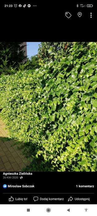 Duże bluszcze pnącza hedera helix 130-150cm